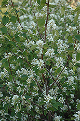 Pembina Saskatoon (Amelanchier alnifolia 'Pembina') at A Very Successful Garden Center