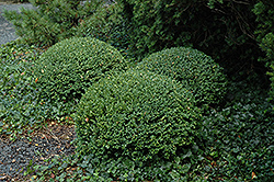 Northern Charm Boxwood (Buxus 'Wilson') at A Very Successful Garden Center