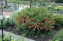 Japanese Flowering Quince (Chaenomeles japonica) at A Very Successful Garden Center