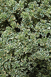 Variegated Boxwood (Buxus sempervirens 'Variegata') at A Very Successful Garden Center