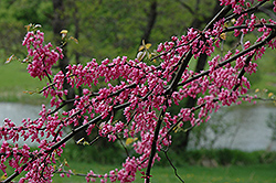Pinkbud Redbud (Cercis canadensis 'Pinkbud') at A Very Successful Garden Center