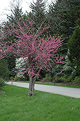 Pinkbud Redbud (Cercis canadensis 'Pinkbud') at A Very Successful Garden Center