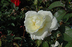 Macy's Pride Rose (Rosa 'BAIcream') at Lakeshore Garden Centres