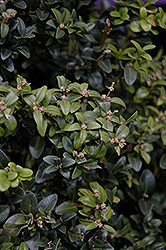 Inglis Boxwood (Buxus sempervirens 'Inglis') at A Very Successful Garden Center