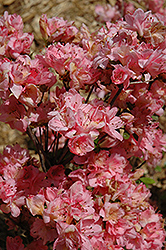 Caroline Gable Azalea (Rhododendron 'Caroline Gable') at A Very Successful Garden Center