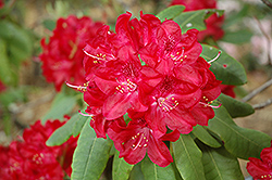 Burma Rhododendron (Rhododendron 'Burma') at A Very Successful Garden Center