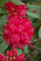 America Rhododendron (Rhododendron 'America') at A Very Successful Garden Center