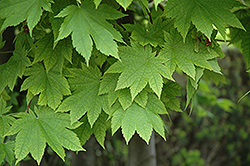 Vitifolium Fullmoon Maple (Acer japonicum 'Vitifolium') at A Very Successful Garden Center