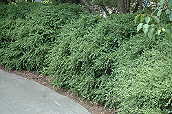 Wintergreen Boxwood (Buxus microphylla 'Wintergreen') at A Very Successful Garden Center