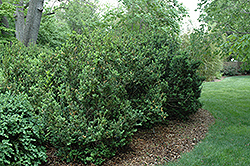 Handsworthy Boxwood (Buxus sempervirens 'Handsworthiensis') at A Very Successful Garden Center