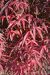 Willow Leaf Japanese Maple (Acer palmatum 'Willow Leaf') at A Very Successful Garden Center