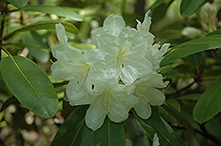 Ivory Tower Rhododendron (Rhododendron 'Ivory Tower') at A Very Successful Garden Center