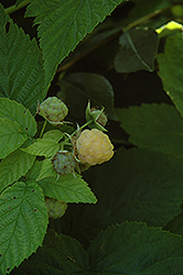 All Gold Raspberry (Rubus 'All Gold') at A Very Successful Garden Center
