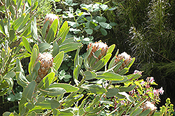 Stinkleaf Sugarbush (Protea susannae) at A Very Successful Garden Center