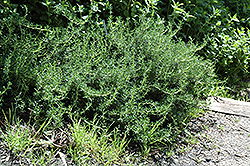 Lockwood de Forest Rosemary (Rosmarinus officinalis 'Lockwood de Forest') at A Very Successful Garden Center
