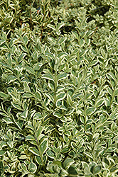 Variegated Boxwood (Buxus sempervirens 'Elegantissima') at A Very Successful Garden Center