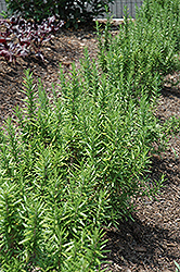 Spice Islands Rosemary (Rosmarinus officinalis 'Spice Islands') at A Very Successful Garden Center