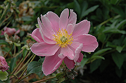 Elfin Pink Peony (Paeonia 'Elfin Pink') at A Very Successful Garden Center
