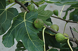 Mission Fig (Ficus carica 'Mission') at A Very Successful Garden Center