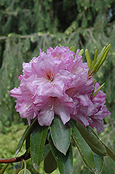 Fraser's Pink Rhododendron (Rhododendron 'Fraser's Pink') at A Very Successful Garden Center