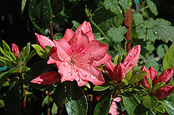 Girard's Renee Michelle Azalea (Rhododendron 'Girard's Renee Michelle') at A Very Successful Garden Center