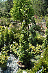 Common Boxwood (spiral) (Buxus sempervirens '(spiral)') at A Very Successful Garden Center