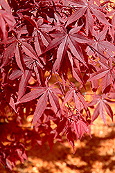 Yubae Japanese Maple (Acer palmatum 'Yubae') at A Very Successful Garden Center