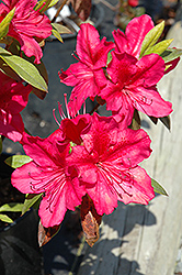 Georg Arends Azalea (Rhododendron 'Georg Arends') at A Very Successful Garden Center