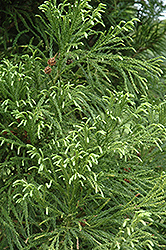 Yoshino Japanese Cedar (Cryptomeria japonica 'Yoshino') at A Very Successful Garden Center