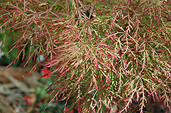 Chantilly Lace Japanese Maple (Acer palmatum 'Chantilly Lace') at A Very Successful Garden Center