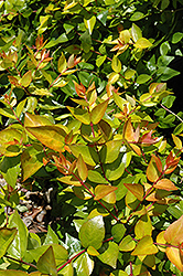Funshine Abelia (Abelia x grandiflora 'Minacaral') at Lakeshore Garden Centres