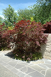 Sherwood Flame Japanese Maple (Acer palmatum 'Sherwood Flame') at A Very Successful Garden Center