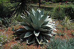 Whale's Tongue Century Plant (Agave ovatifolia) at A Very Successful Garden Center