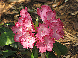 Barmstedt Rhododendron (Rhododendron 'Barmstedt') at A Very Successful Garden Center