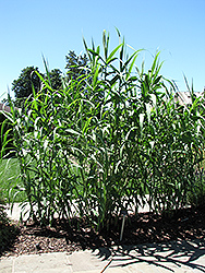Giant Reed Grass (Arundo donax) at A Very Successful Garden Center