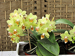 Hybrid Moth Orchid (Phalaenopsis x hybrida) at A Very Successful Garden Center