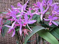 Guatemalan Cattleya Orchid (Cattleya guatemalensis) at A Very Successful Garden Center