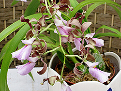 Kunth Dressler Orchid (Encyclia cordigera 'var. semi-alba') at A Very Successful Garden Center