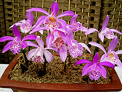 Windowsill Orchid (Pleione formosana) at A Very Successful Garden Center