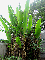 Formosa Banana (Musa itinerans 'Formosana') at A Very Successful Garden Center