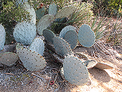 Engelmann's Prickly Pear Cactus (Opuntia engelmannii) at A Very Successful Garden Center