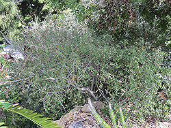 Coastal Sage Scrub Oak (Quercus dumosa) at A Very Successful Garden Center