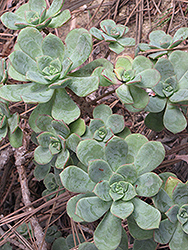 Pinwheel (Aeonium haworthii) at A Very Successful Garden Center