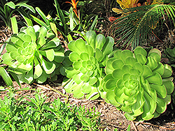Salad Bowl Aeonium (Aeonium urbicum 'Salad Bowl') at A Very Successful Garden Center