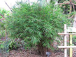 Blue Stemmed Bamboo (Himalayacalamus hookerianus) at A Very Successful Garden Center