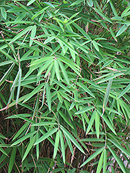 Blue Stemmed Bamboo (Himalayacalamus hookerianus) at A Very Successful Garden Center