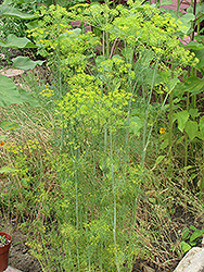 Dukat Dill (Anethum graveolens 'Dukat') at A Very Successful Garden Center