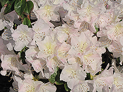 Glacier Queen Azalea (Rhododendron 'Glacier Queen') at A Very Successful Garden Center