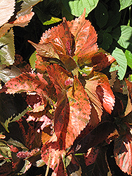 Bronze Pink Copper Plant (Acalypha wilkesiana 'Bronze Pink') at A Very Successful Garden Center