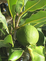 Macadamia Nut (Macadamia integrifolia) at A Very Successful Garden Center
